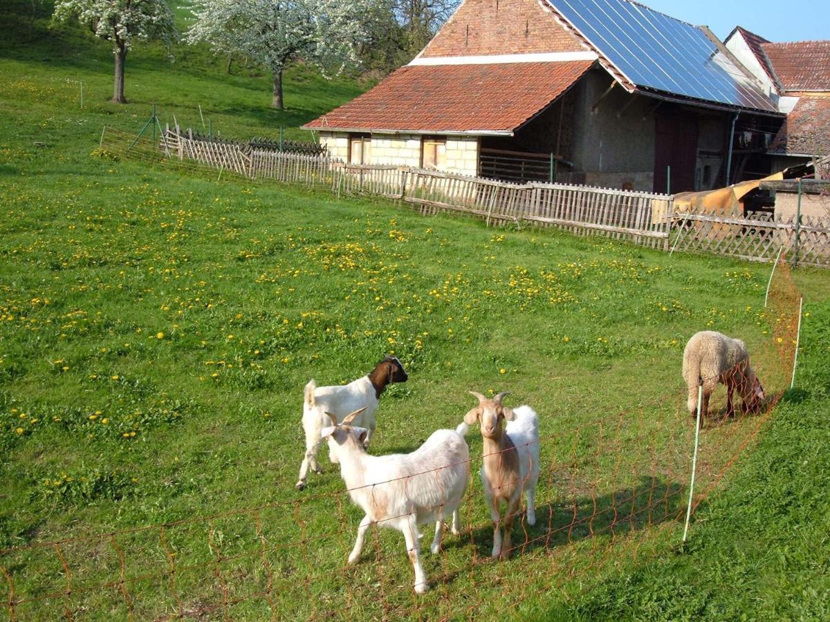 Ferienwohnungen "Allerleigruen" Langenroda Esterno foto